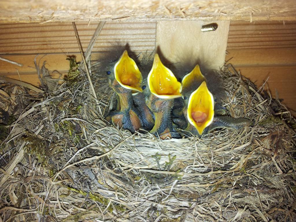 Ferienwohnung Urlaub am Raderhof in der Ferienregion Lungau Mauterndorf  Exterior foto